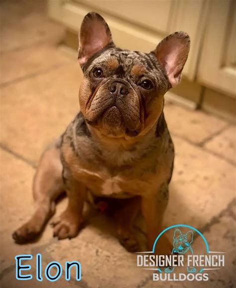 french bulldog rolex stud|french bulldog kennels near me.